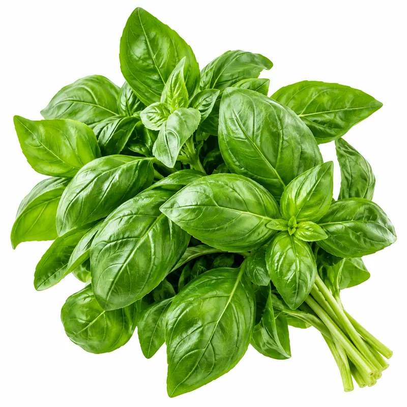 Basil