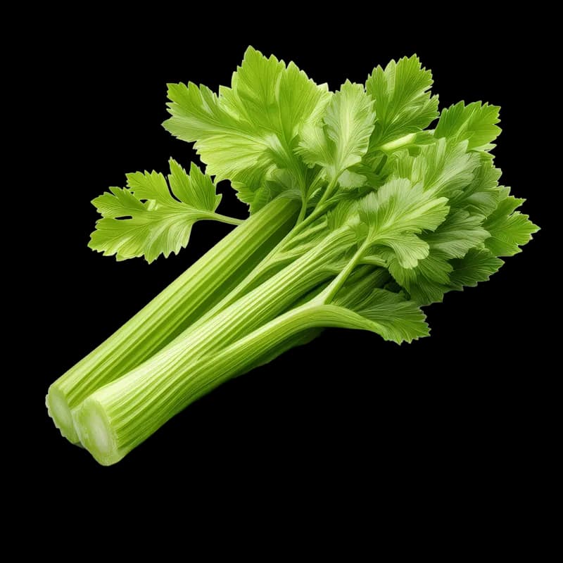 Celery
