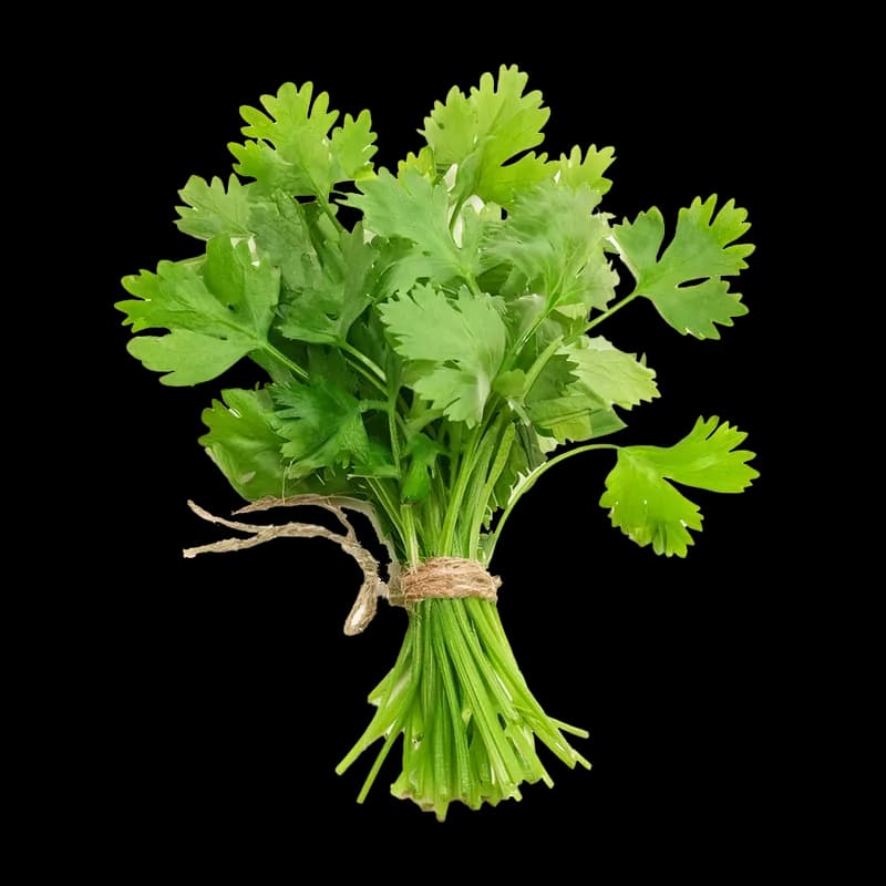 Coriander