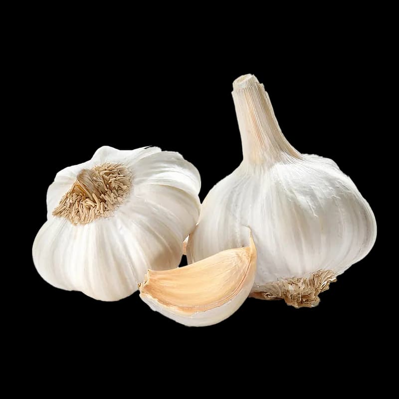 Garlic