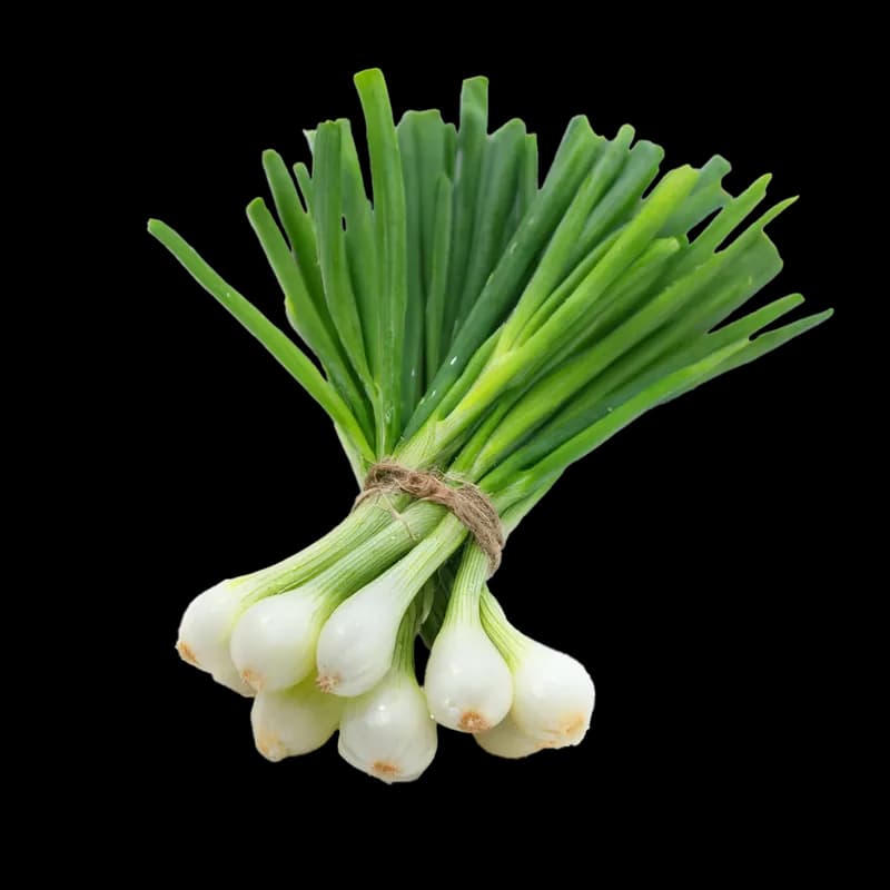 Spring Onion