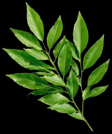 Fiji – Curry leaves