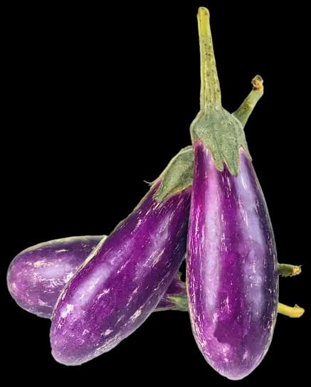 Fiji Eggplant