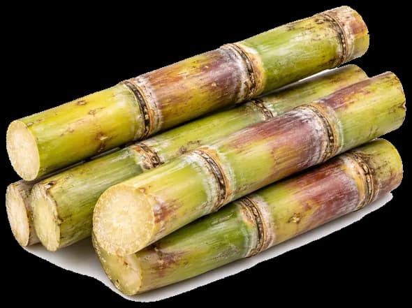 Fiji Sugarcane