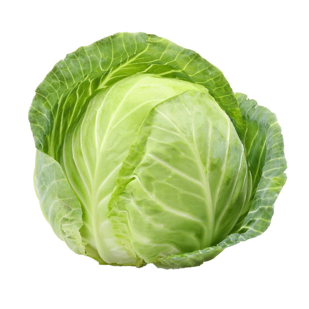 Cabbage