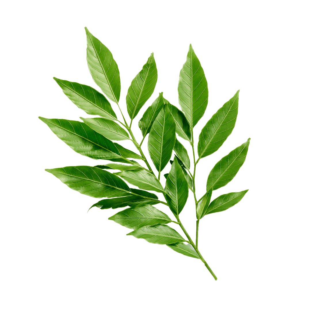 Fiji โ Curry leaves