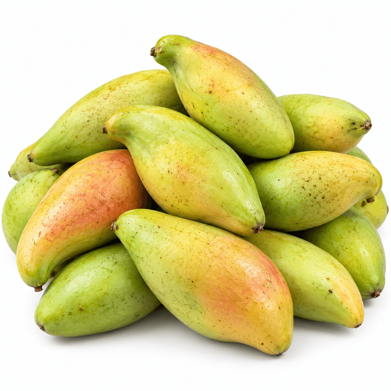 Fiji Mango (Parrot)
